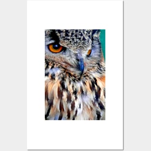 European Eagle Owl Bird of Prey Posters and Art